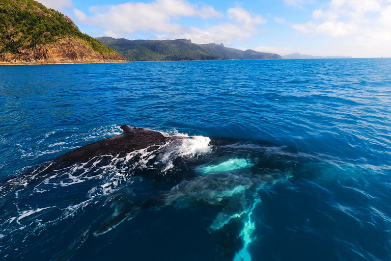 Airlie Beach: Whitehaven &amp; Chalkies Beaches med snorkling