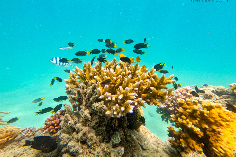 Airlie Beach : Plages de Whitehaven et Chalkies avec plongée en apnée