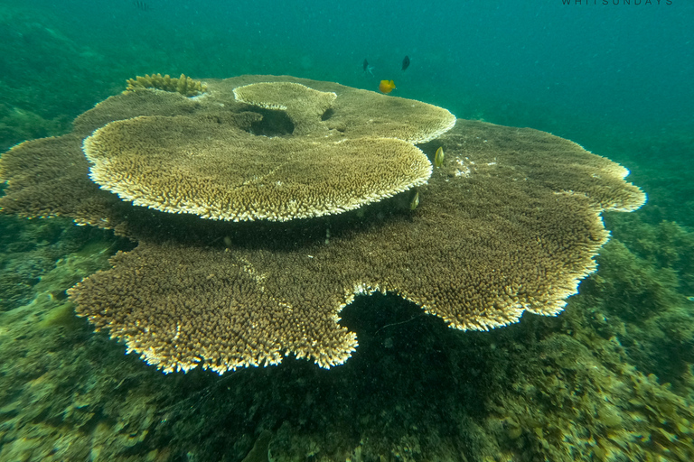 Airlie Beach : Plages de Whitehaven et Chalkies avec plongée en apnée