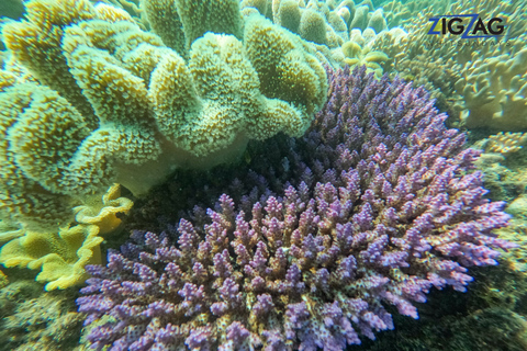 Airlie Beach : Plages de Whitehaven et Chalkies avec plongée en apnée