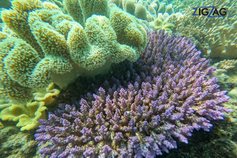 Airlie Beach : Plages de Whitehaven et Chalkies avec plongée en apnée