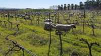 Visite en vin d'une journée à Napa & Sonoma 3 dégustations incluses - Housity