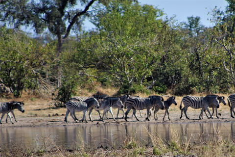 7-daagse Livingstone Classic Safari Tour: Khwai, Savuti &amp; Chobe