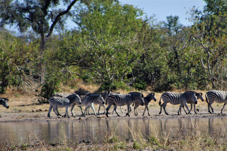 7-daagse Livingstone Classic Safari Tour: Khwai, Savuti &amp; Chobe