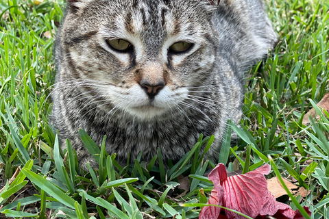 Lima: Tour in Miraflores, San Isidro, Barranco & Chorrillos