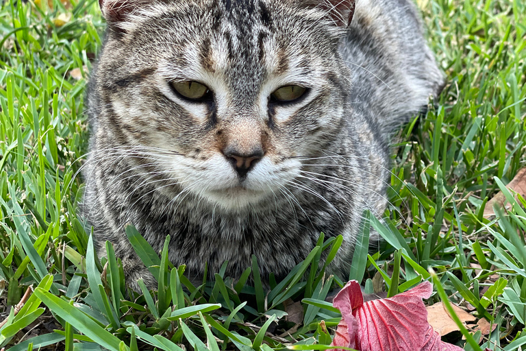 Lima: Tour in Miraflores, San Isidro, Barranco & Chorrillos