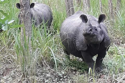 Depuis Katmandou : 2 Nuits 3 Jours Forfait complet Chitwan