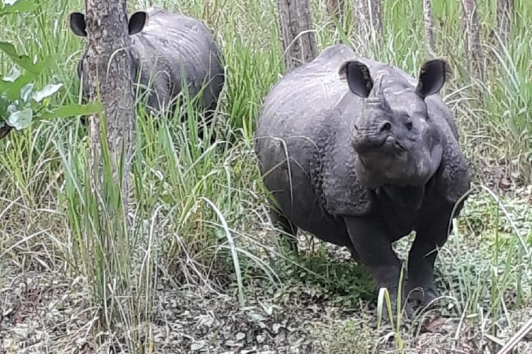 Depuis Katmandou : 2 Nuits 3 Jours Forfait complet Chitwan