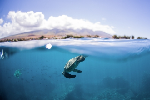 Maui: Molokini & Turtle Town Schnorcheltour mit Mittagessen