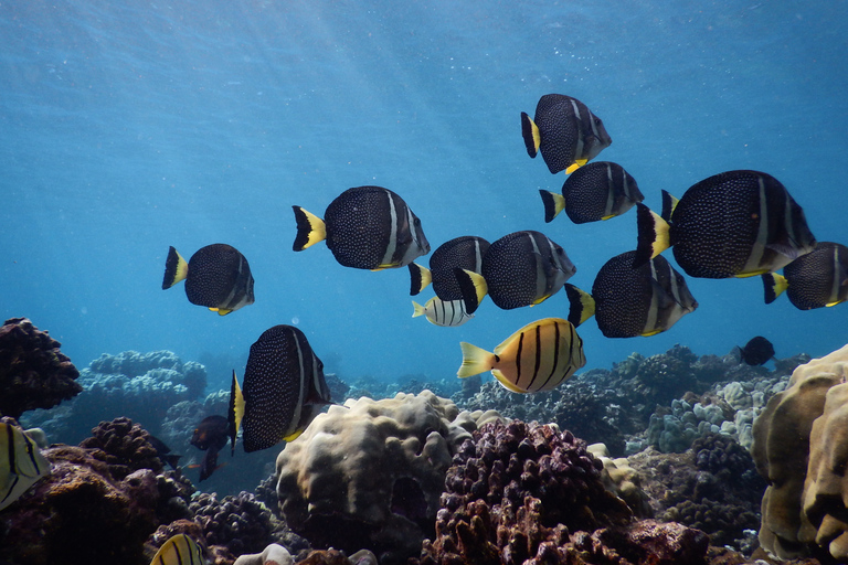 Ka'anapali Beach: Schnorcheln am Korallenriff und Schildkröten beobachten