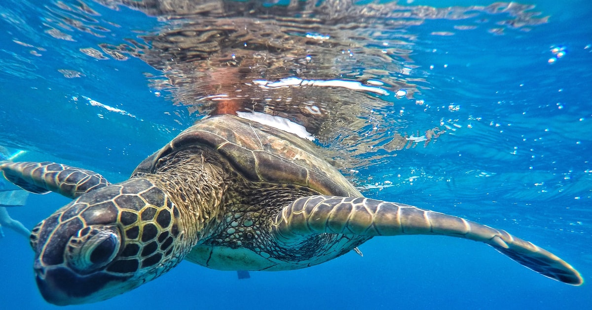 Ka'anapali Beach Express Snorkel Trip GetYourGuide