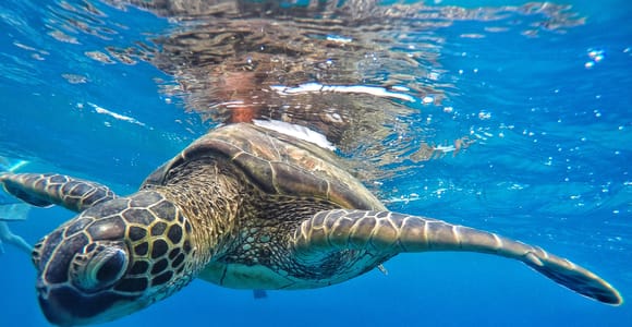 A green sea turtle swimming just beneath the surface in bright blue water, its patterned shell and outstretched front flipper close to the camera
