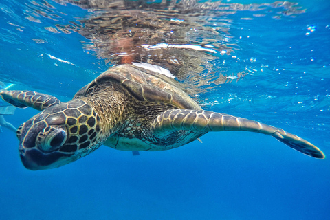 Ka'anapali Beach: Schnorcheln am Korallenriff und Schildkröten beobachten