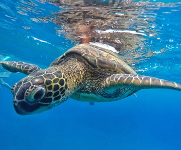 Spiaggia di Ka'anapali: Express Snorkel Trip
