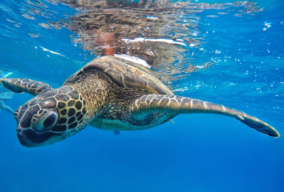 From Kaanapali: Afternoon West Maui Snorkeling & Sea Turtles | GetYourGuide