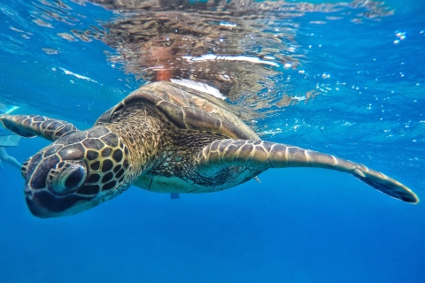 Van Kaanapali: snorkelcruise op West Maui en zeeschildpaddenVan Lahaina: snorkelcruise op West Maui en zeeschildpadden
