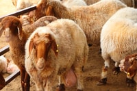 Private Shahania Bedouin Tour - Housity