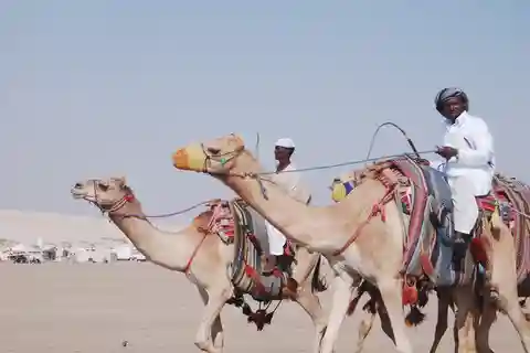 Tour delle delizie della costa meridionale del Qatar