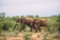Hwange Day and Overnight Safari - Housity