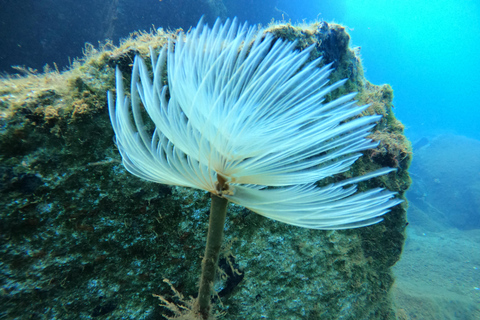 Santorini: Scuba Diving Experience in the Volcanic Caldera Scuba Diving