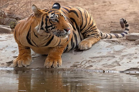 5 Days Golden Triangle Tour with Ranthambore Safari Only Transport Ac Car Driver & Guide