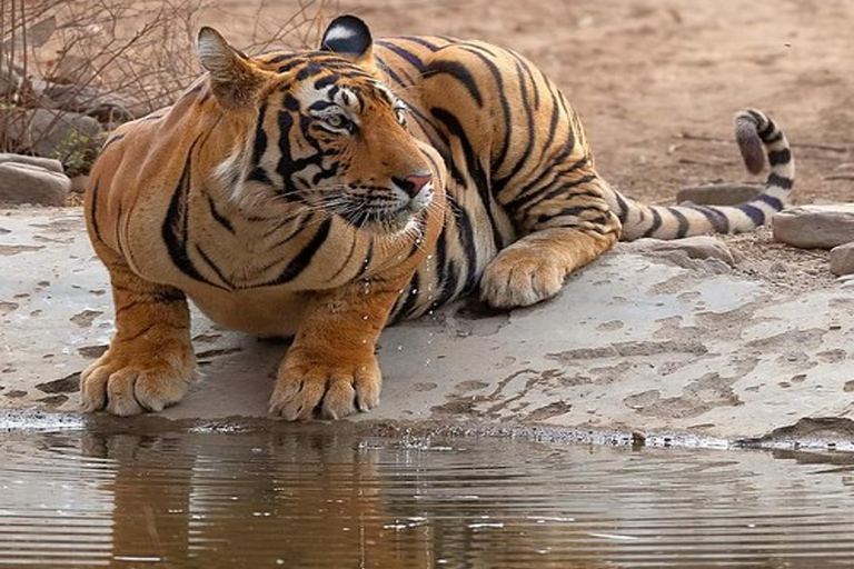 5 Days Golden Triangle Tour with Ranthambore Safari Only Transport Ac Car Driver & Guide