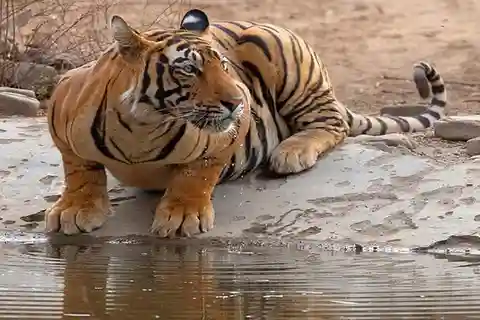 Delhi: tour privato di 5 giorni del Triangolo d'Oro con safari delle tigri