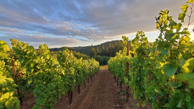 Visit Oregon 2023 Heart of Willamette Winery Pass in Corvallis