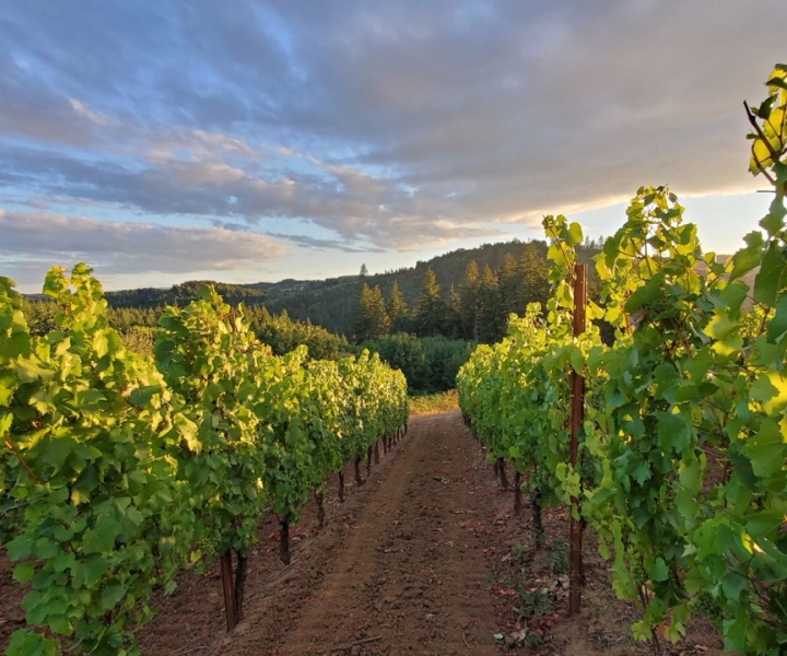 Oregon: 2023 Heart of Willamette Winery Pass
