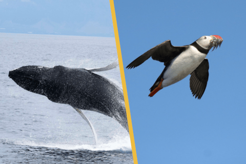 Reykjavik: Half-Day Whales and Puffins Cruise Combo Tour