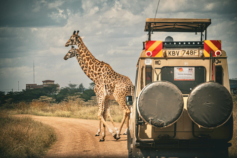 From Zanzibar:Mikumi Safari Day Trip with Flights and Lunch