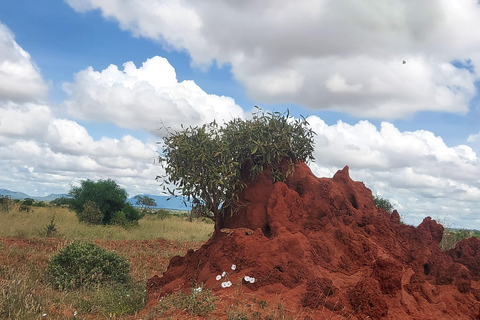 5-Day Amboseli & Tsavo East/West Safari with Salt Lick Stay