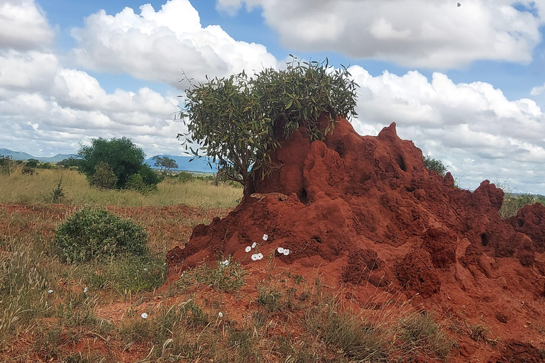 5-Day Amboseli & Tsavo East/West Safari with Salt Lick Stay