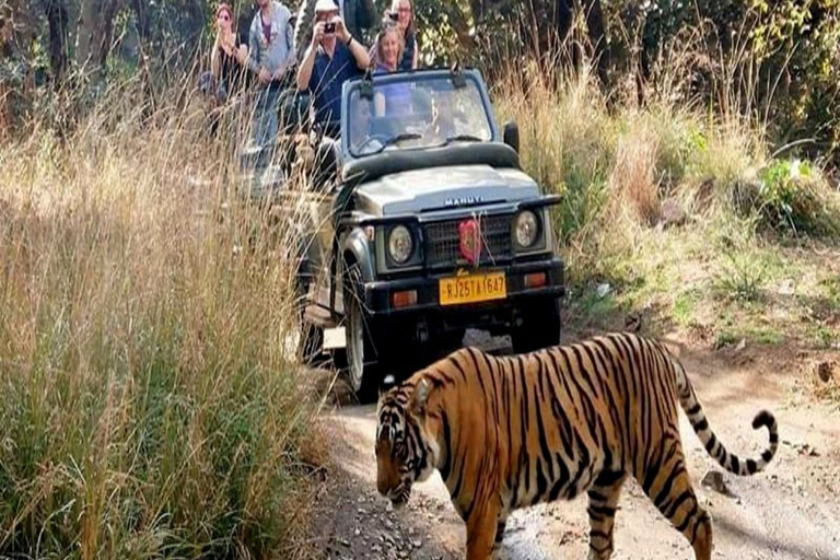 Delhi: Private 5 Days Golden Triangle Tour With Tiger SafariThis Option All inclusive