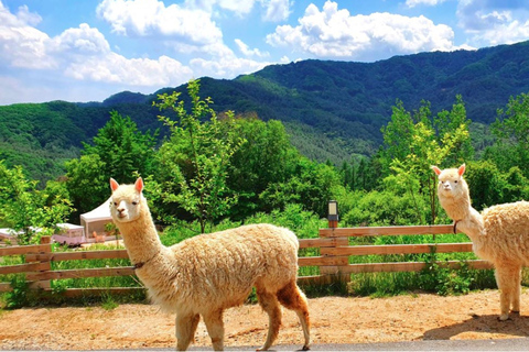 From Seoul: Alpaca Farm with Rail bike/ Luge Racing Railbike Group Tour, meet at Dongdaemun (DDP)