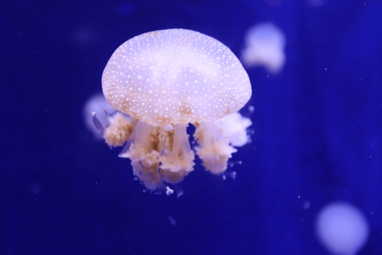 Phu Quoc: VinWonders Entry Ticket with Optional Safari Vinwonders Phu Quoc + Free FnB Voucher 150k