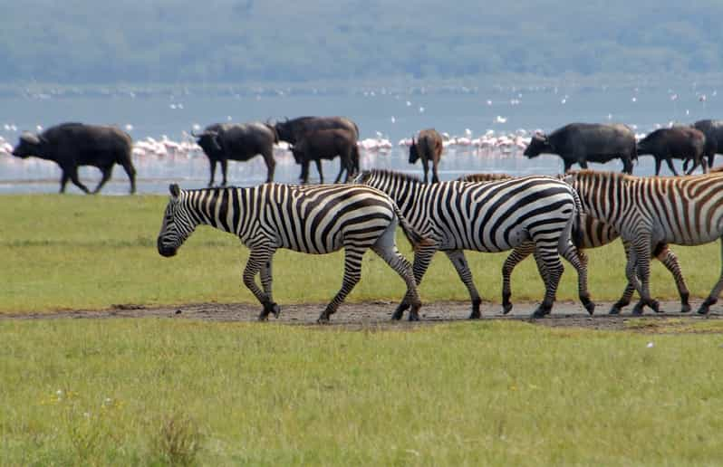 From Nairobi: L. Nakuru National Park & L. Naivasha Day Trip | GetYourGuide