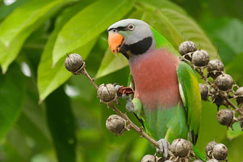 فو كووك: تذكرة دخول منتزه فينبيرل سفاريتذكرة سفاري فينبيرل سفاري
