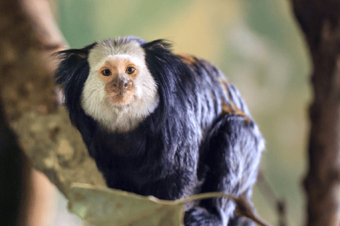 فو كووك: تذكرة دخول منتزه فينبيرل سفاريتذكرة سفاري فينبيرل سفاري