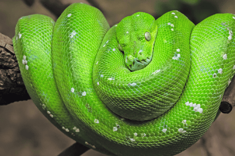 فو كووك: تذكرة دخول منتزه فينبيرل سفاريتذكرة سفاري فينبيرل سفاري