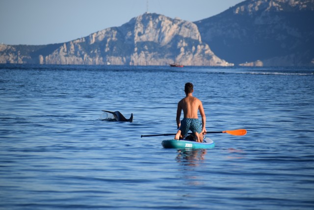 Visit Golfo Aranci Dolphin Watching SUP Paddleboard Tour in Olbia, Italy