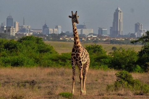 Pół dnia - Park Narodowy Nairobi