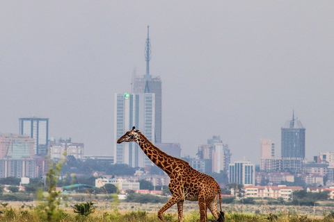 Pół dnia - Park Narodowy Nairobi