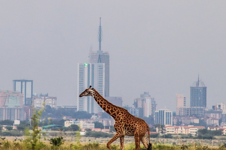 Pół dnia - Park Narodowy Nairobi