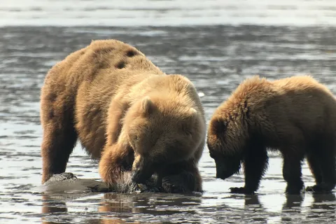 Alaska 9 Day Ocean Wildlife to Interior Wilderness Adventure