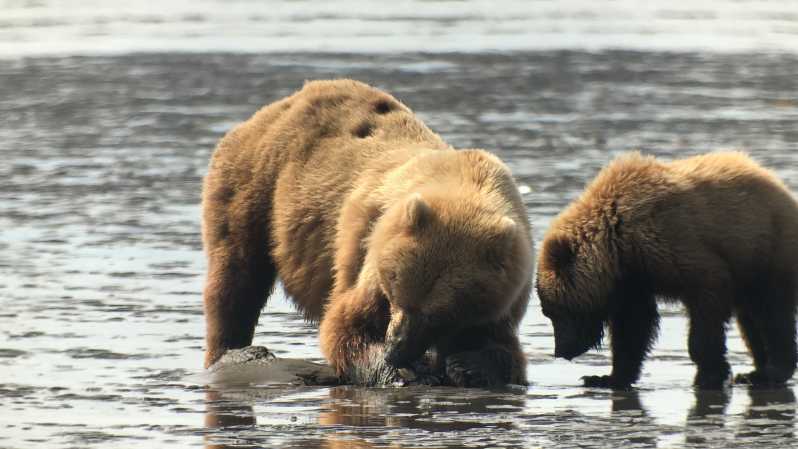 Alaska 9 Day Ocean Wildlife to Interior Wilderness Adventure