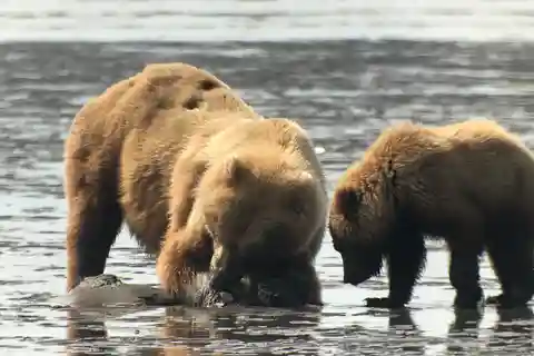 Alaska 9 Day Ocean Wildlife to Interior Wilderness Adventure