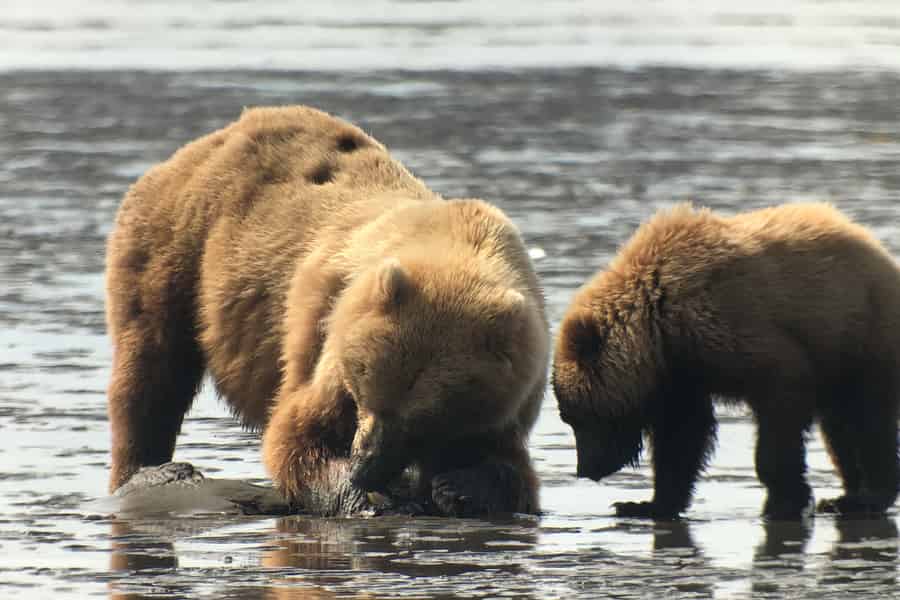 Alaska 9-tägiges Abenteuer von der Meereswelt zur inneren Wildnis. Foto: GetYourGuide