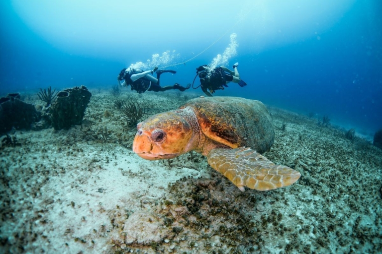 Immersion en plongée sous-marine certifiée à Maroma BeachPlongée sous-marine (1 bouteille)