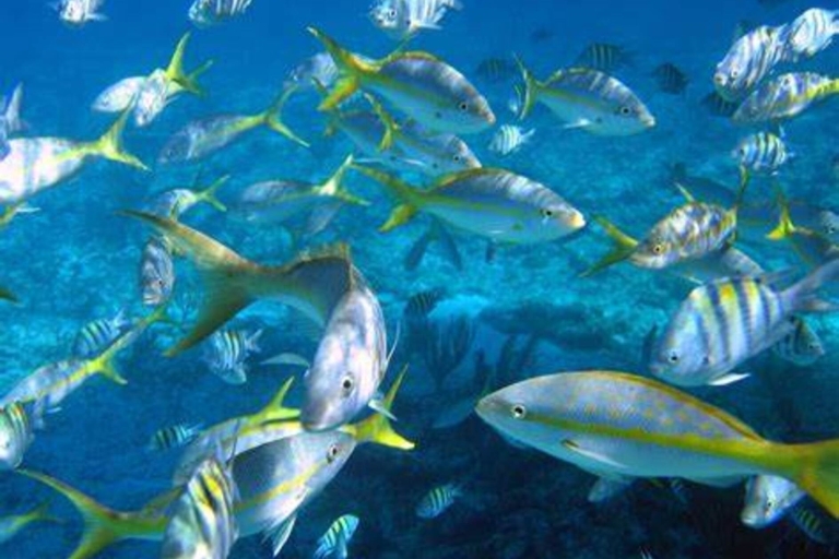 Snorkel y peces tropicales, corales marinos, arrecifes marinos
